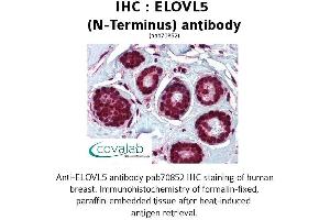 Image no. 1 for anti-ELOVL Fatty Acid Elongase 5 (ELOVL5) (N-Term) antibody (ABIN1733973) (ELOVL5 anticorps  (N-Term))