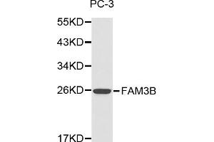 Western blot analysis of PC-3 cell lysate using FAM3B antibody. (FAM3B anticorps)