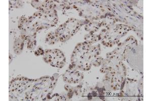 Immunoperoxidase of monoclonal antibody to ARL6IP4 on formalin-fixed paraffin-embedded human placenta. (ARL6IP4 anticorps  (AA 261-360))