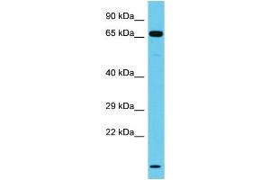 Host: Rabbit Target Name: NT5DC3 Sample Type: Jurkat Whole Cell lysates Antibody Dilution: 1. (NT5DC3 anticorps  (C-Term))