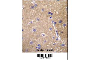 ABCC12 Antibody immunohistochemistry analysis in formalin fixed and paraffin embedded human brain tissue followed by peroxidase conjugation of the secondary antibody and DAB staining. (ABCC12 anticorps  (AA 723-752))