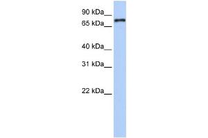WB Suggested Anti-NR1D1 Antibody Titration:  0. (NR1D1 anticorps  (Middle Region))