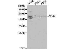 Western Blotting (WB) image for anti-CD47 (CD47) (AA 20-140) antibody (ABIN3022624)
