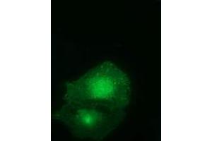 Anti-FAM84B mouse monoclonal antibody (ABIN2453028) immunofluorescent staining of COS7 cells transiently transfected by pCMV6-ENTRY FAM84B (RC207996). (FAM84B anticorps)