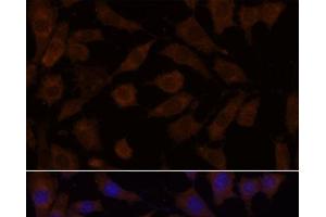 Immunofluorescence analysis of L929 cells using OXSR1 Polyclonal Antibody at dilution of 1:100. (OXSR1 anticorps)
