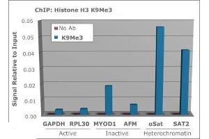 Chromatin Immunoprecipitation of Anti Histone H3 [Trimethyl Lys9] Antibody.