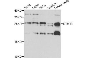 Western blot analysis of extracts of various cell lines, using NTMT1 antibody. (METTL11A anticorps)