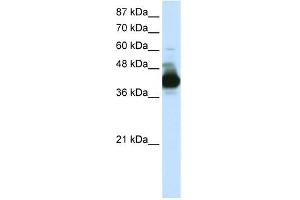 CSTF3 antibody used at 0. (CSTF3 anticorps  (N-Term))