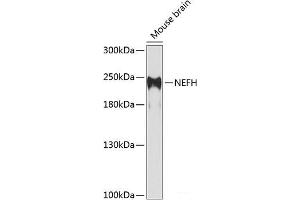 Western blot analysis of extracts of Mouse brain using NEFH Polyclonal Antibody at dilution of 1:1000. (NEFH anticorps)