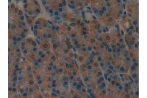 Detection of SP-B in Rat Stomach Tissue using Polyclonal Antibody to Surfactant Protein B (SP-B)