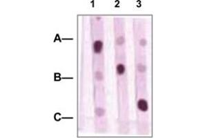 Dot Blot : 1 ug peptides was blotted onto NC membrane. (POU2F1 anticorps  (C-Term))