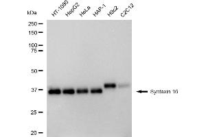 Western blotting analysis using Syntaxin 16 antibody (ABIN7800492). (Recombinant Syntaxin 16 anticorps)