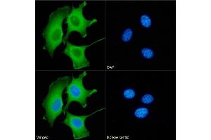 Immunofluorescence staining of fixed NIH3T3 cells with anti-Galectin 9 antibody RG9-35. (Recombinant Galectin 9 anticorps)