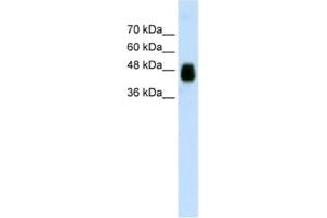 Western Blotting (WB) image for anti-Homer Homolog 1 (HOMER1) antibody (ABIN2462039) (HOMER1 anticorps)