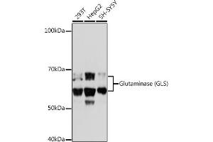 Western blot analysis of extracts of various cell lines, using Glutaminase (GLS) (GLS) Rabbit mAb (ABIN7267428) at 1:1000 dilution.