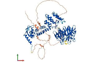 AlphaFold protein structure predicition of Mouse Recombinant Klhl1 Protein, UniprotID Q9JI74