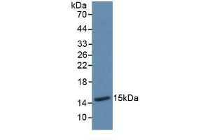 Detection of Recombinant Trx, Mouse using Polyclonal Antibody to Thioredoxin (Trx) (TXN anticorps  (AA 1-105))