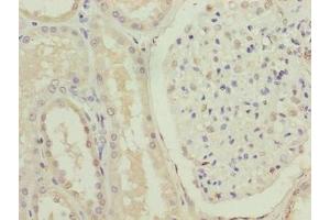 Immunohistochemistry of paraffin-embedded human kidney tissue using ABIN7153105 at dilution of 1:100 (FOXR2 anticorps  (AA 1-300))