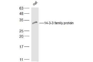 Oat lysates probed with 14-3-3 family protein Polyclonal Antibody, Unconjugated  at 1:500 dilution and 4˚C overnight incubation. (LOC543565 anticorps  (AA 151-261))