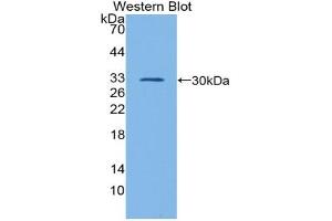Western blot analysis of the recombinant protein. (GATA1 anticorps  (AA 20-265))