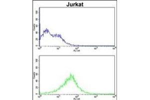 CHC1L Antibody (N-term) (ABIN390702 and ABIN2840988) flow cytometric analysis of Jurkat cells (bottom histogram) compared to a negative control cell (top histogram). (RCBTB2 anticorps  (N-Term))