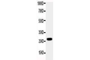 Observed bind size: 27KD (Aquaporin 8 anticorps  (N-Term))