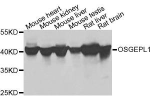 Western blot analysis of extracts of various cells, using OSGEPL1 antibody. (OSGEPL1 anticorps)