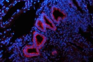 IF analysis of GLS using anti-GLS antibody (ABIN7601603). (Glutaminase anticorps  (AA 396-654))