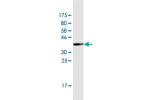 Western Blot detection against Immunogen (35.