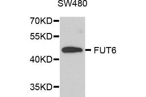 Western blot analysis of extracts of SW480 cells, using FUT6 antibody (ABIN5972052) at 1/1000 dilution.
