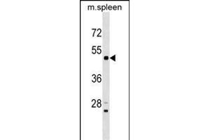 Mouse Rps6kl1 Antibody (N-term) (ABIN1539573 and ABIN2848941) western blot analysis in mouse spleen tissue lysates (35 μg/lane). (RPS6KL1 anticorps  (N-Term))