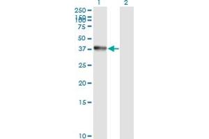 Western Blot analysis of ANXA2 expression in transfected 293T cell line by ANXA2 monoclonal antibody (M02), clone 1G7.