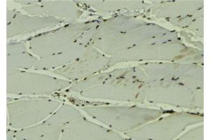 ABIN6279173 at 1/100 staining Mouse muscle tissue by IHC-P. (DDX42 anticorps  (C-Term))