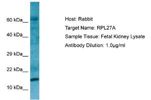 Western Blotting (WB) image for anti-Ribosomal Protein L27a (RPL27A) (C-Term) antibody (ABIN2790162) (RPL27A anticorps  (C-Term))