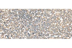 anti-CD1d Molecule (CD1D) antibody