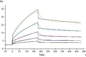 Human ICOS, hFc Tag captured on CM5 Chip via Protein A can bind Cynomolgus B7-H2, His Tag with an affinity constant of 5.