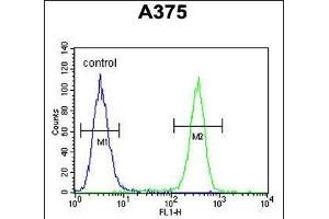 anti-Actin-Related Protein 2 (ACTR2) (AA 191-219) antibody