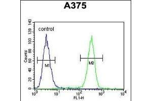 ACTR2 Antibody (Center) (ABIN1882060 and ABIN2840821) flow cytometric analysis of  cells (right histogram) compared to a negative control cell (left histogram). (ACTR2 anticorps  (AA 191-219))