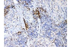 IHC testing of FFPE mouse spleen tissue with IL17A antibody at 1ug/ml. (Interleukin 17a anticorps)