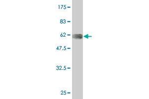 Western Blot detection against Immunogen (56. (LIM Domain Binding 3 Protein anticorps  (AA 1-283))
