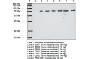 Image no. 1 for anti-Prostaglandin-Endoperoxide Synthase 2 (Prostaglandin G/H Synthase and Cyclooxygenase) (PTGS2) antibody (ABIN2451700)