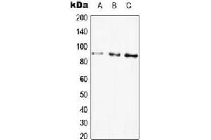 Western blot analysis of Beta-galactosidase expression in HEK293T (A), HepG2 (B), PC12 (C) whole cell lysates. (GLB1 anticorps  (Center))