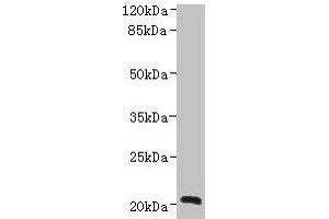 Western blot All lanes: NICN1 antibody at 4 μg/mL + U937 whole cell lysate Secondary Goat polyclonal to rabbit IgG at 1/10000 dilution Predicted band size: 25, 20 kDa Observed band size: 20 kDa (NICN1 anticorps  (AA 1-213))