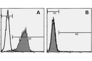 Flow Cytometry (FACS) image for anti-Syndecan 1 (SDC1) antibody (ABIN487501) (Syndecan 1 anticorps)
