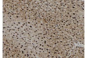 ABIN6267179 at 1/100 staining Mouse liver tissue by IHC-P. (SHP1 anticorps  (pTyr564))
