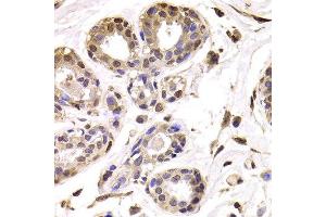 Immunohistochemistry of paraffin-embedded Human mammary gland using BAP1 antibody at dilution of 1:100 (x400 lens). (BAP1 anticorps)