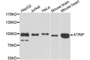 Western blot analysis of extracts of various cell lines, using ATRIP antibody. (ATRIP anticorps  (AA 1-260))