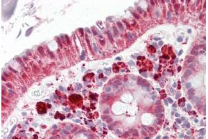 Image no. 2 for anti-Selenium Binding Protein 1 (SELENBP1) (C-Term) antibody (ABIN6749739)