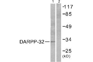 Western blot analysis of extracts from 293 cells treated with EGF (200ng/ml, 30min), using DARPP-32 (Ab-75) antibody (#B0007, Line 1 and 2).
