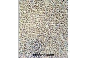 RBMX2 Antibody (C-term) (ABIN654753 and ABIN2844435) immunohistochemistry analysis in formalin fixed and paraffin embedded human spleen tissue followed by peroxidase conjugation of the secondary antibody and DAB staining. (RBMX2 anticorps  (C-Term))